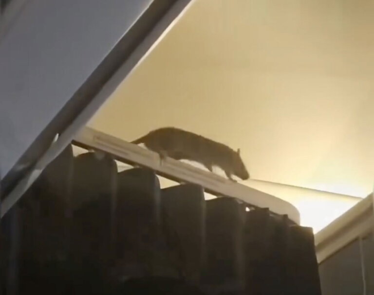 Giant Rat Hitches Ride On KLM Flight Across Atlantic, Stranding Hundreds
