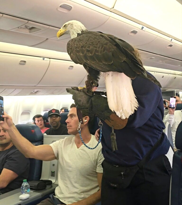 Bald Eagle Boards Delta Flight From San Francisco To Atlanta—Passengers Take Selfies In The Aisle