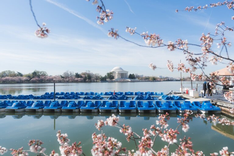 Peak bloom date announced: Best time to see DC’s cherry blossoms in 2026